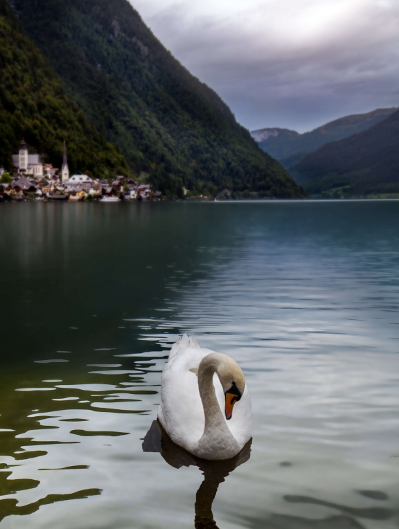 austria-hallstatt-swan